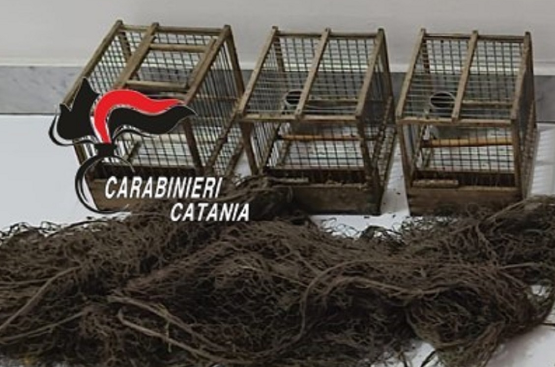 Cardellini catturati e rinchiusi in auto: scatta una denuncia nel Catanese