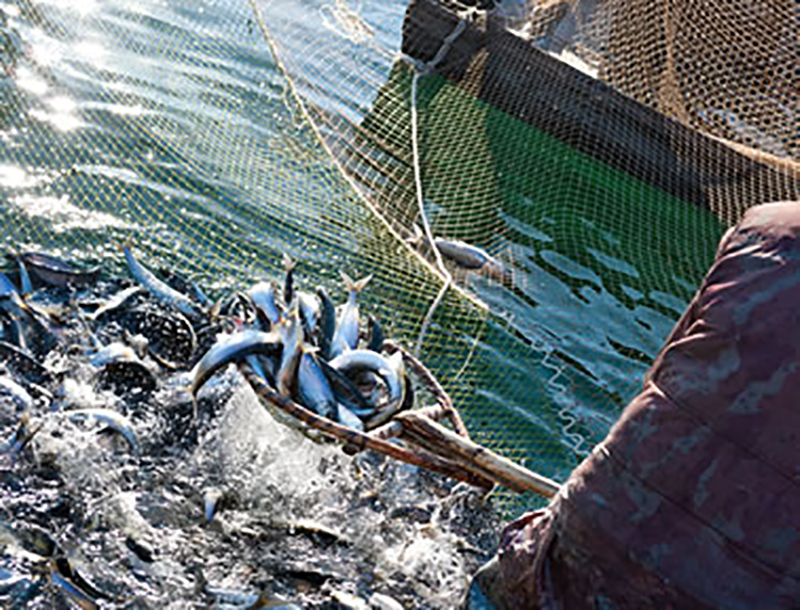 Pesca in Sicilia, dalla Regione 3,5 milioni di euro per l’ammodernamento delle strutture