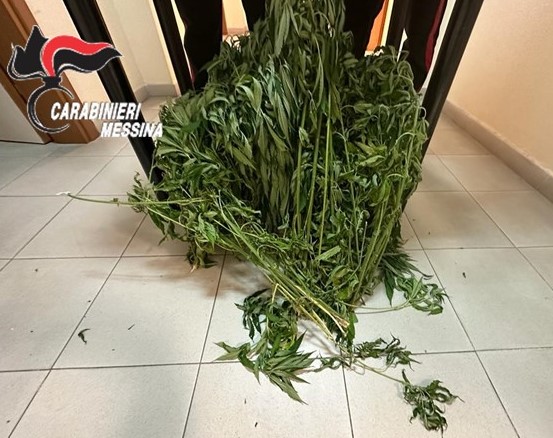 Messina, produce marijuana in casa: arrestato 44enne Messina, produce marijuana in casa: arrestato 44enne