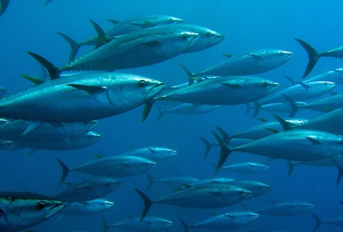 Favignana, quota tonno insufficiente ed antieconomica