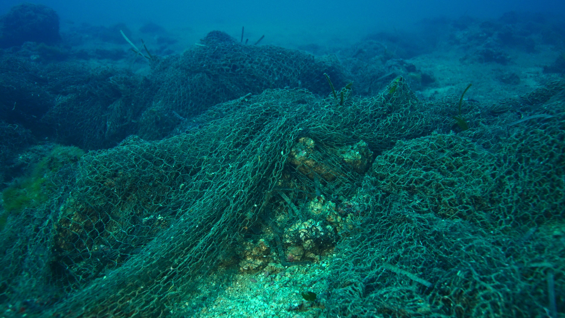 A Favignana al via la “liberazione” dei pesci