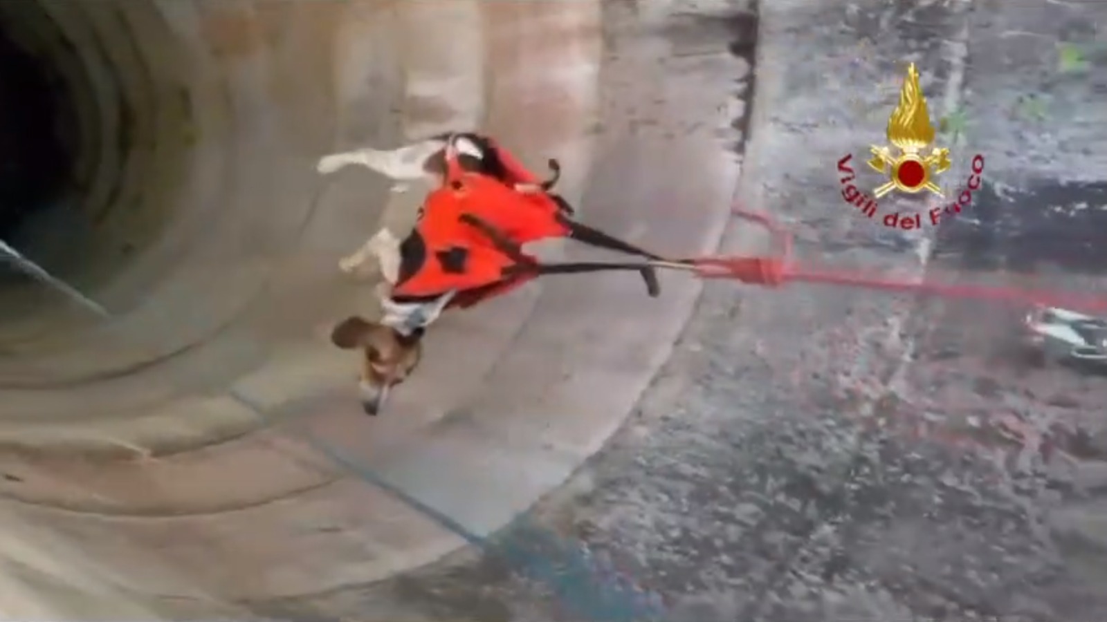 Cane cade in un pozzo profondo 20 metri, intervengono i soccorsi – VIDEO