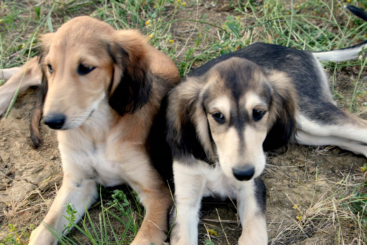 Nasce la spiaggia per i cani in Sicilia, ecco dove si trova