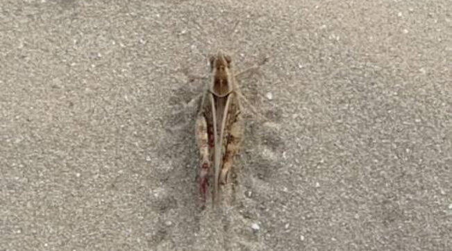 Invasione di cavallette al mare: panico tra i bagnanti, fuggi-fuggi generale