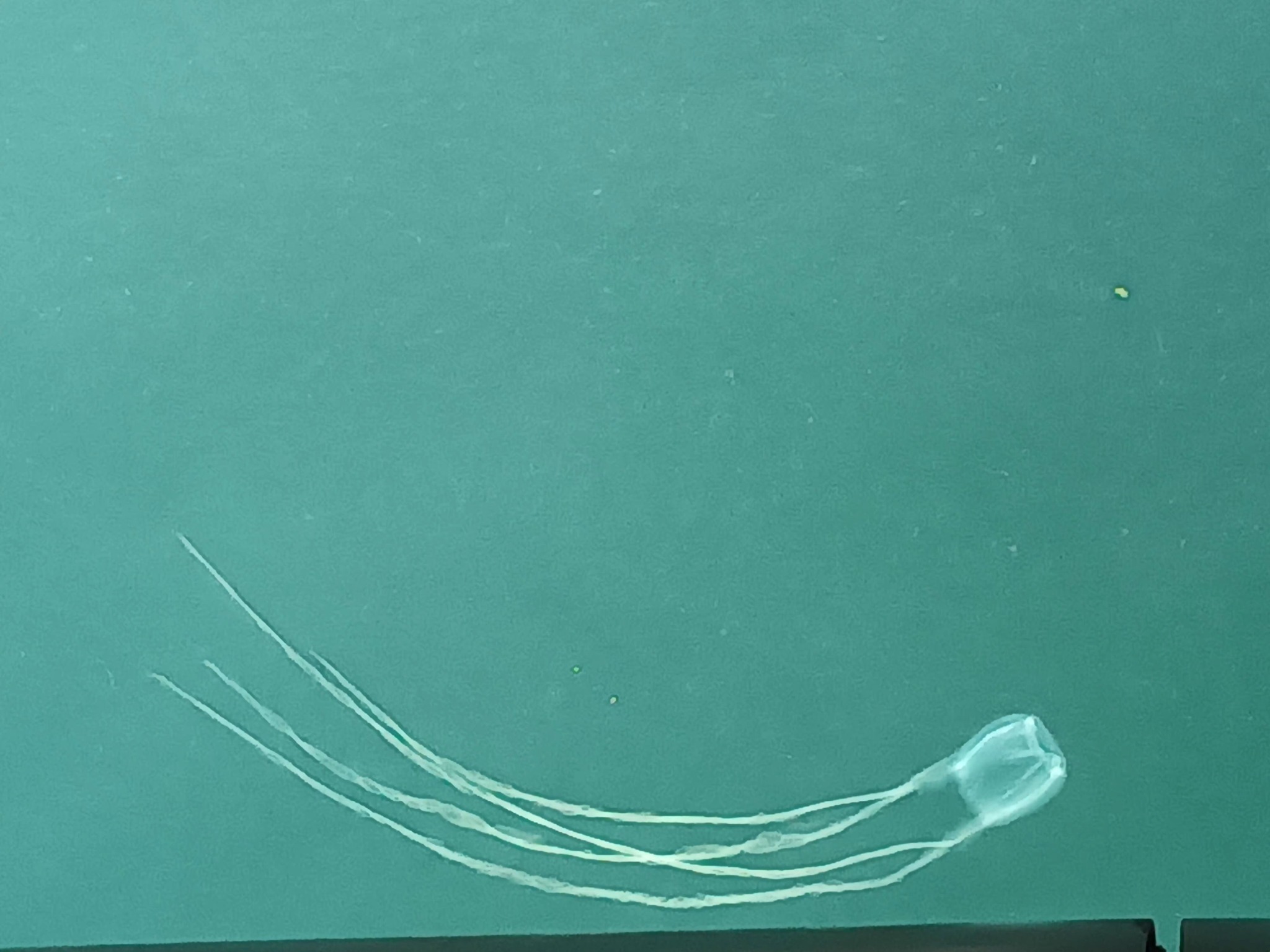 Cubo meduse al Porto Grande di Siracusa, agosto 2023 - Fonte foto Facebook - Marika Cassone (5)