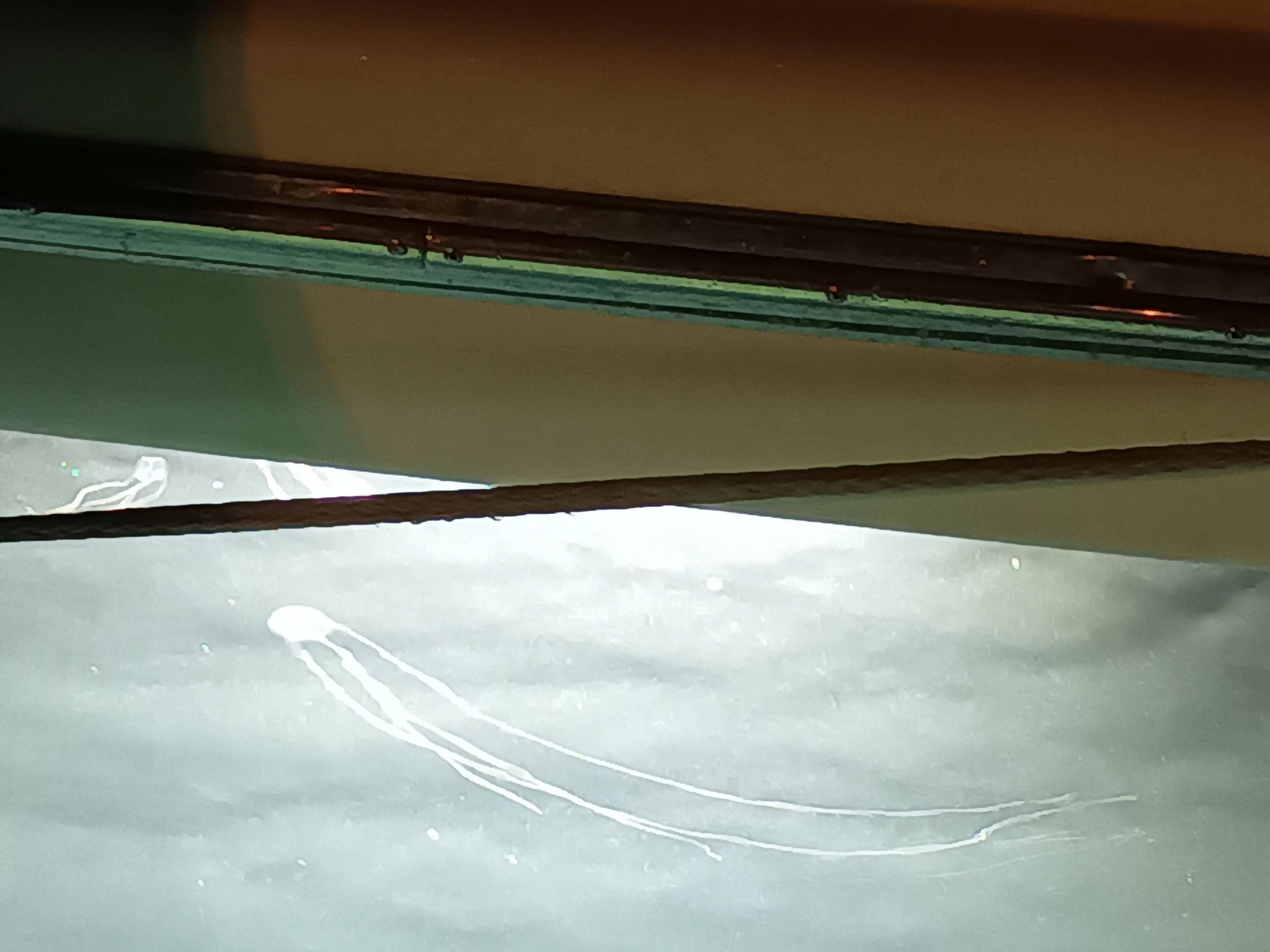 Cubo meduse al Porto Grande di Siracusa, agosto 2023 - Fonte foto Facebook - Marika Cassone (5)