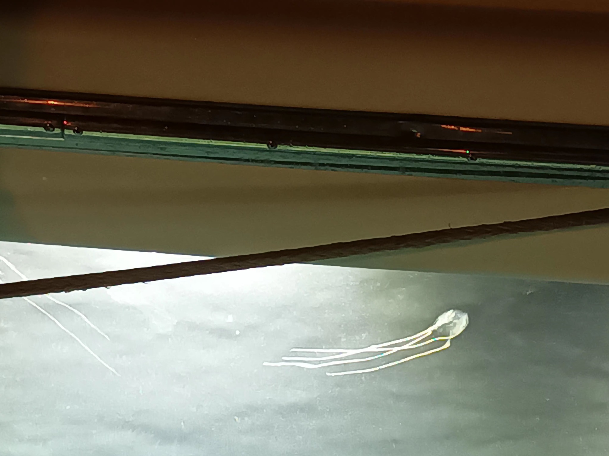 Cubo meduse al Porto Grande di Siracusa, agosto 2023 - Fonte foto Facebook - Marika Cassone (5)