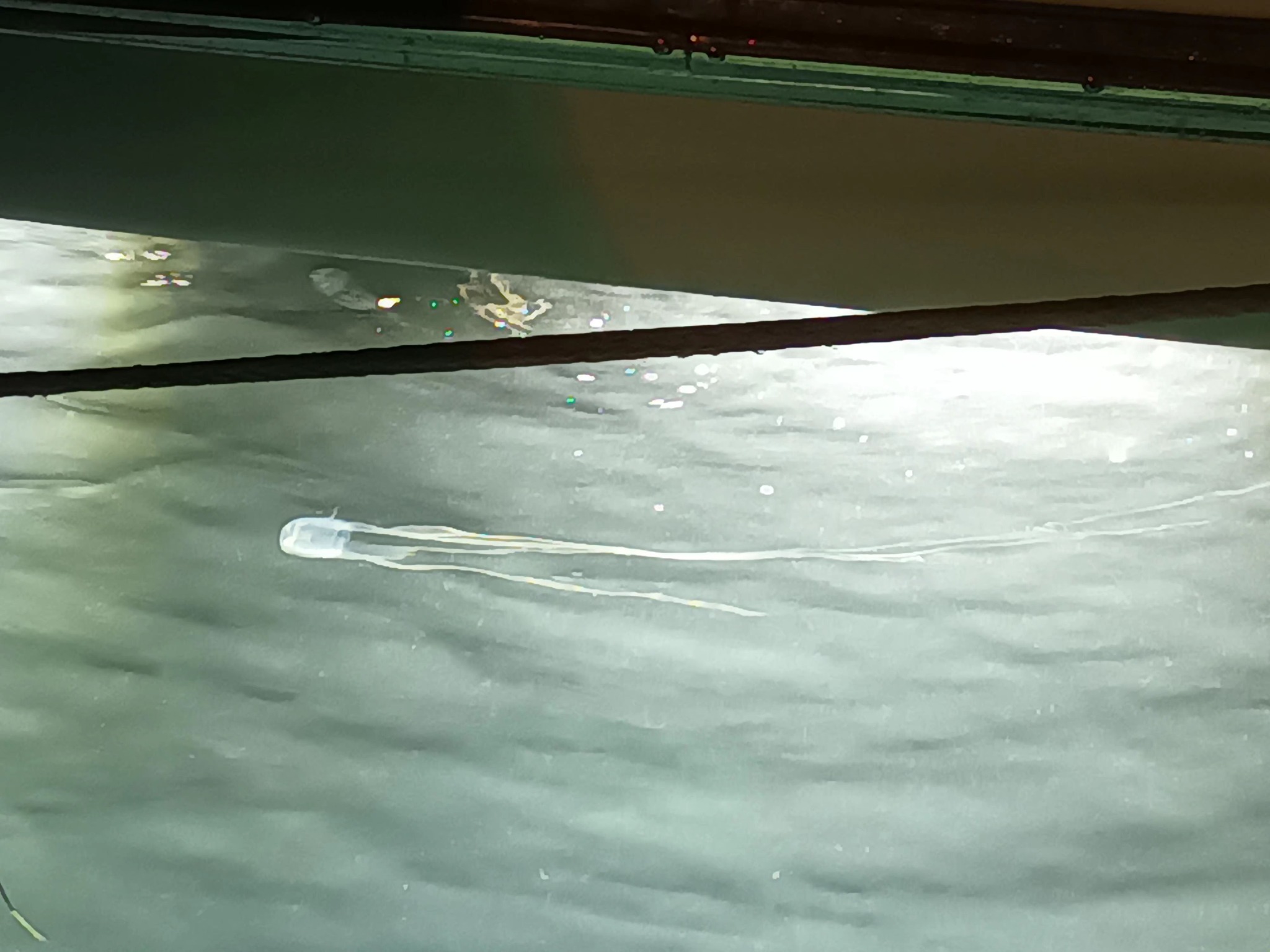 Cubo meduse al Porto Grande di Siracusa, agosto 2023 - Fonte foto Facebook - Marika Cassone (5)