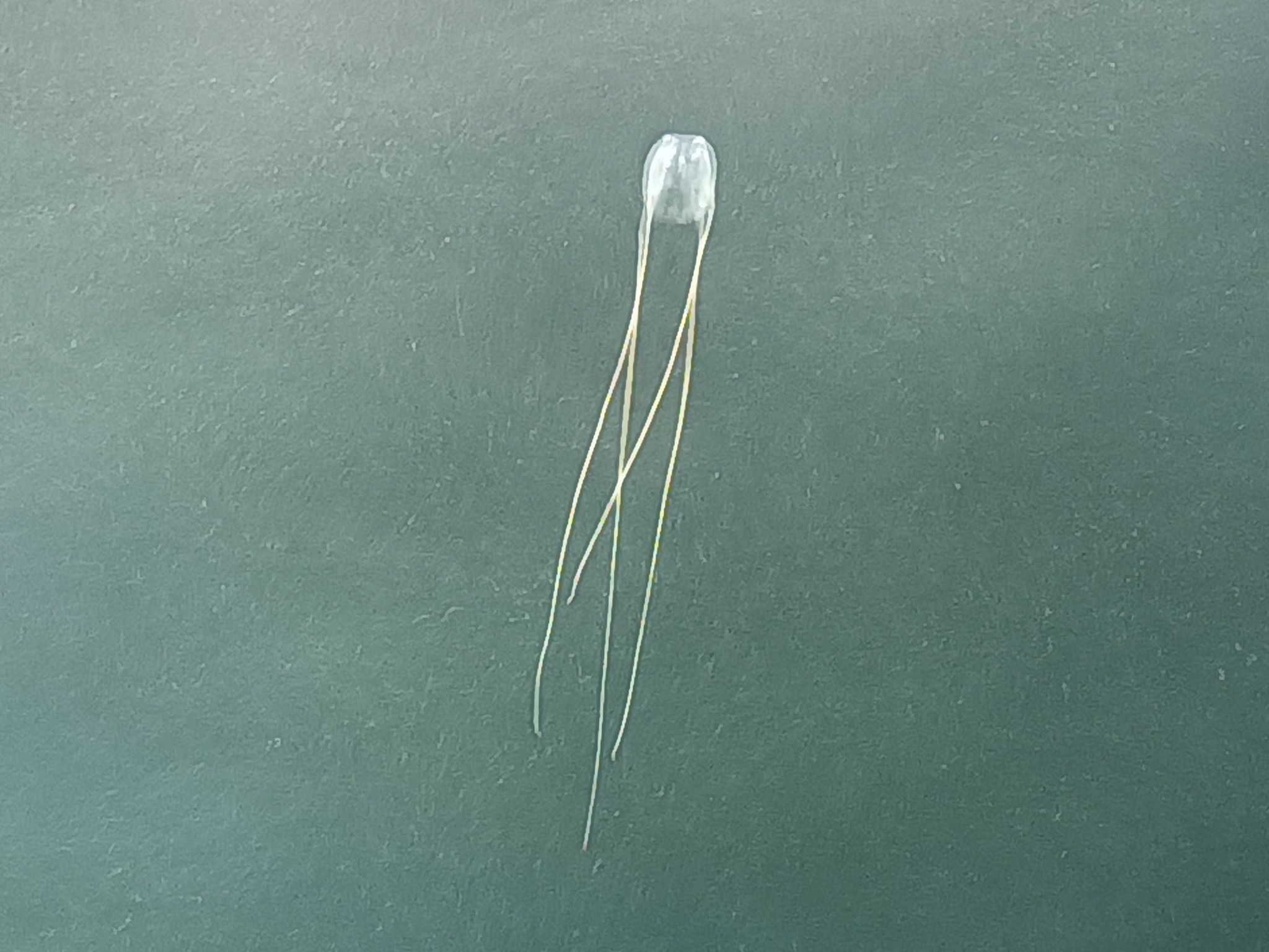 Cubo meduse al Porto Grande di Siracusa, agosto 2023 - Fonte foto Facebook - Marika Cassone (5)