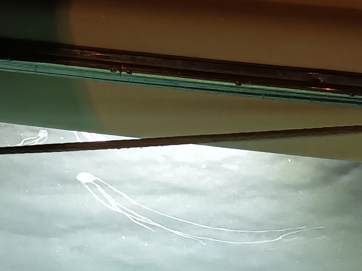 Cubo meduse nelle acque di Porto Grande, nuovi avvistamenti in Sicilia – FOTO