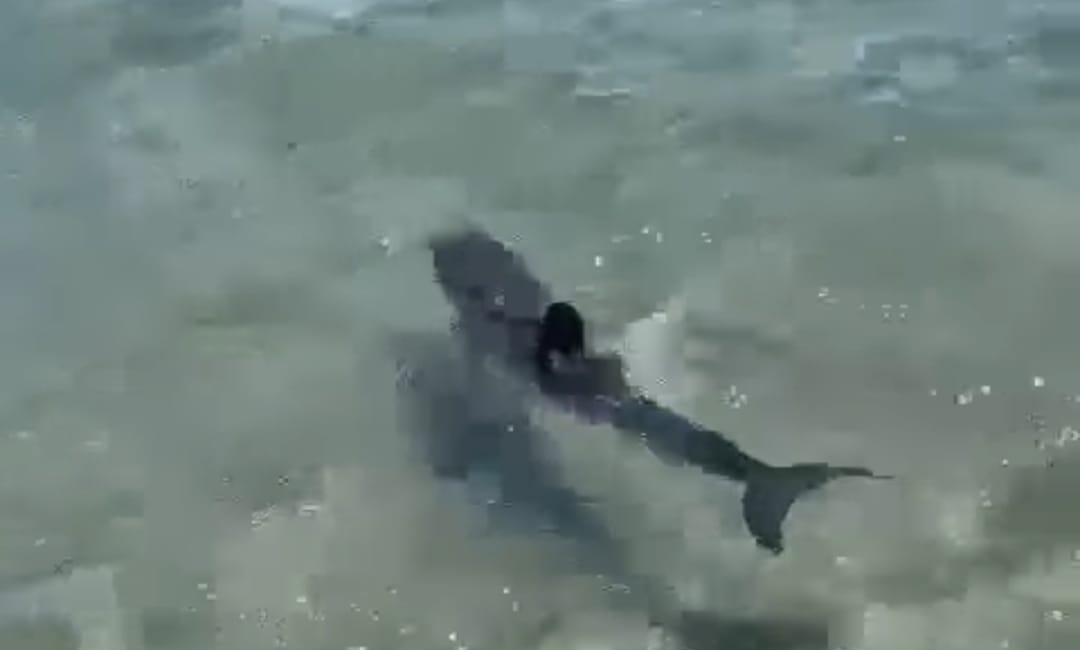 Delfino morto a Scicli: la carcassa trovata nella spiaggia di Cava d’Aliga