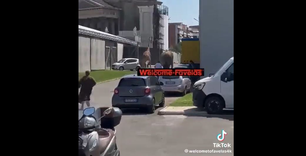 Inseguimento “surreale”, giraffa ed elefante in fuga da Cinecittà – VIDEO