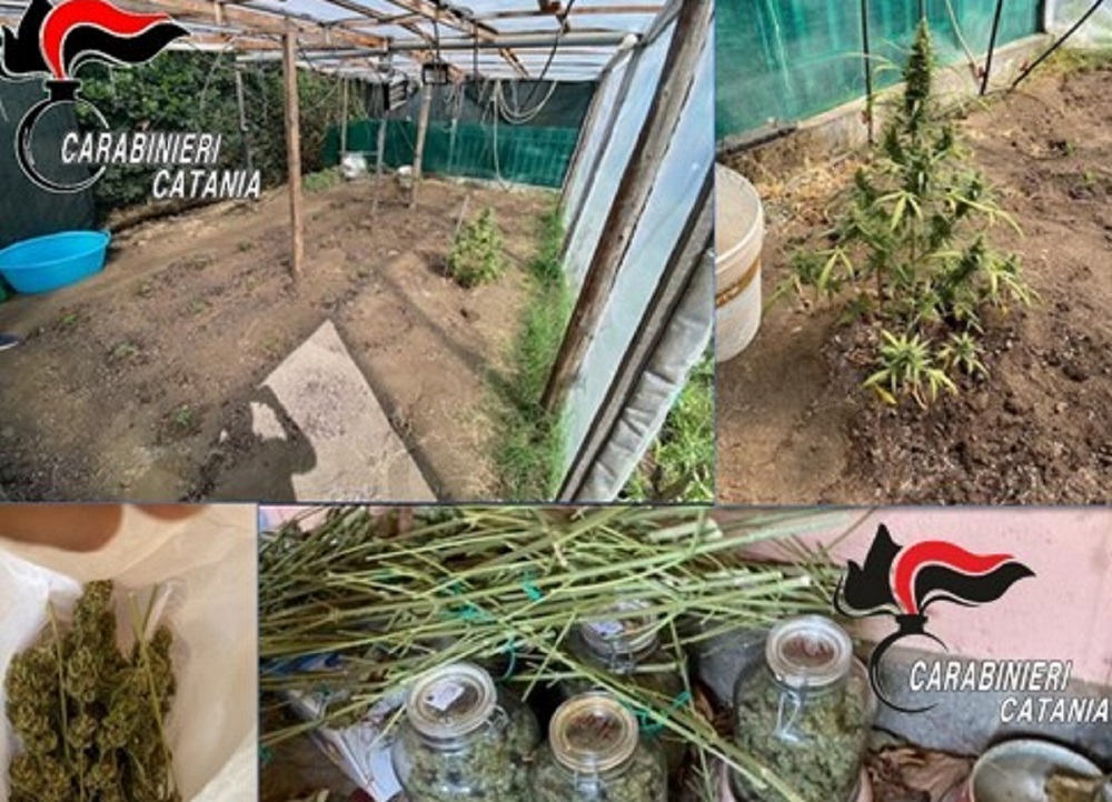 Arrestati fratelli con “pollice verde”: entrambi avevano la propria serra con la droga