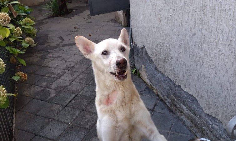 Riposto, trovate undici carcasse di cuccioli congelate