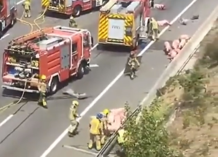 Il camion si ribalta sull’autostrada, decine di maiali finiscono sull’asfalto – VIDEO