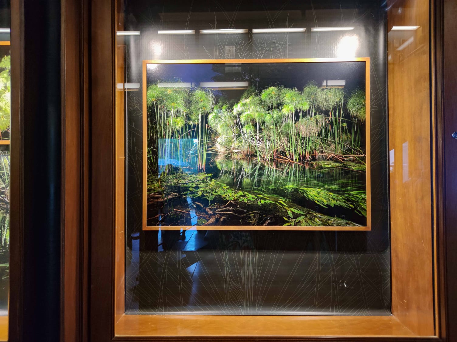 Galleria foto 'All’Orto Botanico di Palermo i giochi di luce delle piante siciliane' - foto 6