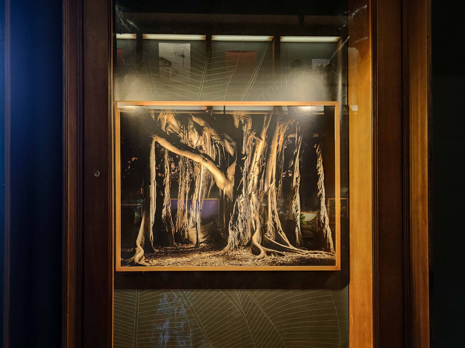 All’Orto Botanico di Palermo i giochi di luce delle piante siciliane