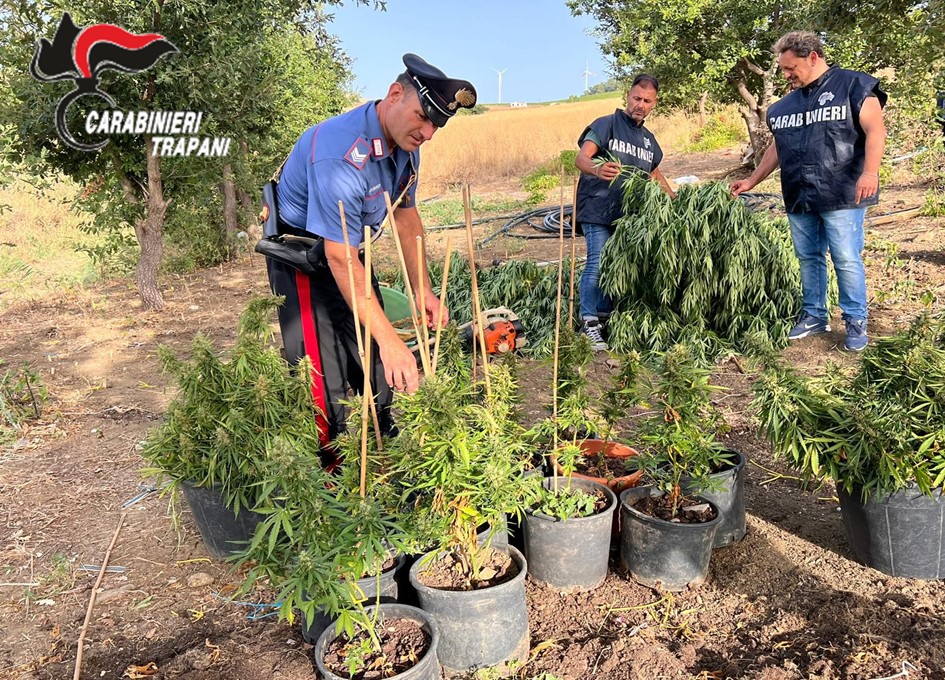 Piantagione di canapa, piante alte fino ai 2 metri: scoperta “stupefacente” per i carabinieri