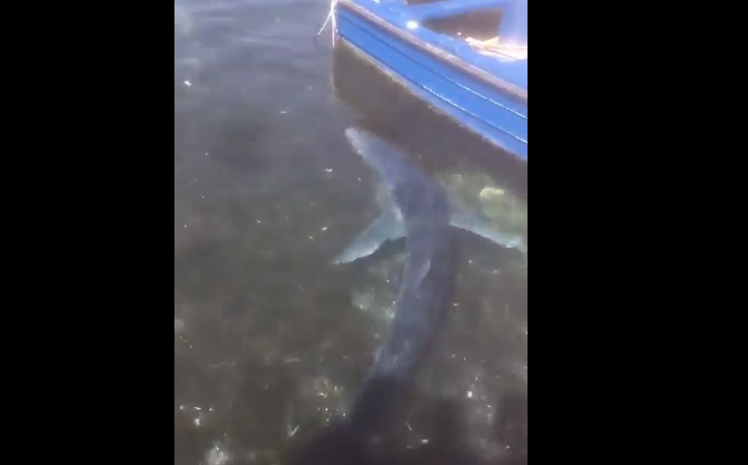 “Squalo al porticciolo di Sant’Erasmo”, spettacolo a Palermo – VIDEO