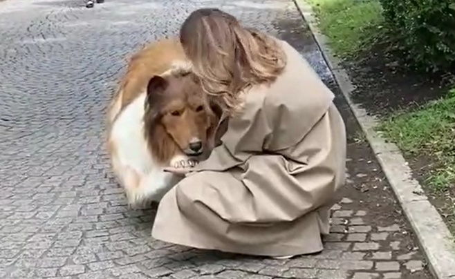 Incredibile ma vero, un uomo ha speso 15mila dollari per trasformarsi in un cane