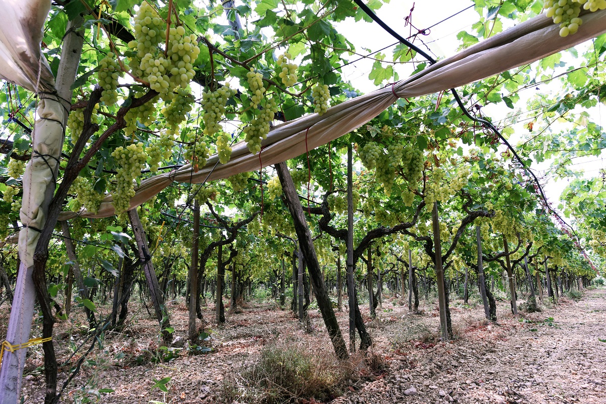 Tenace come il tralcio