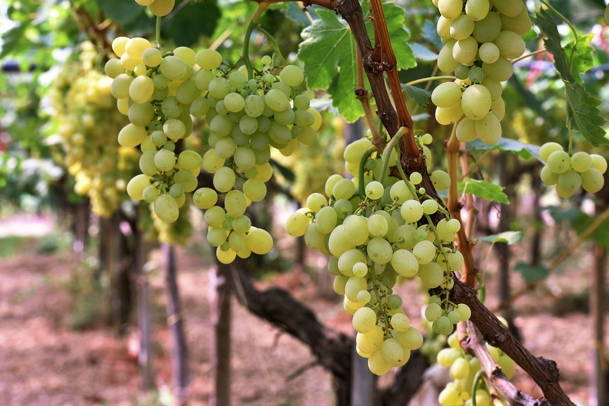 La vendemmia siciliana “funestata” dalle situazioni estreme, ma la qualità resta al top