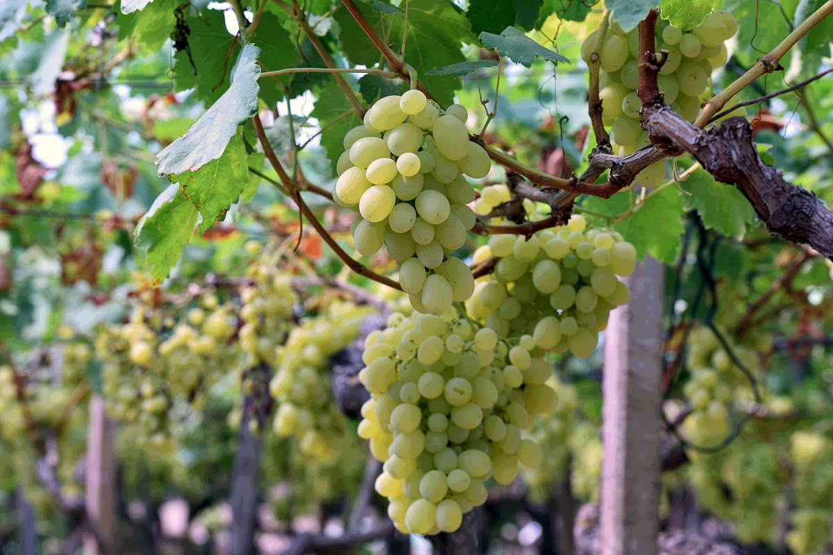 Vendemmia, un’ostica annata ma ottima