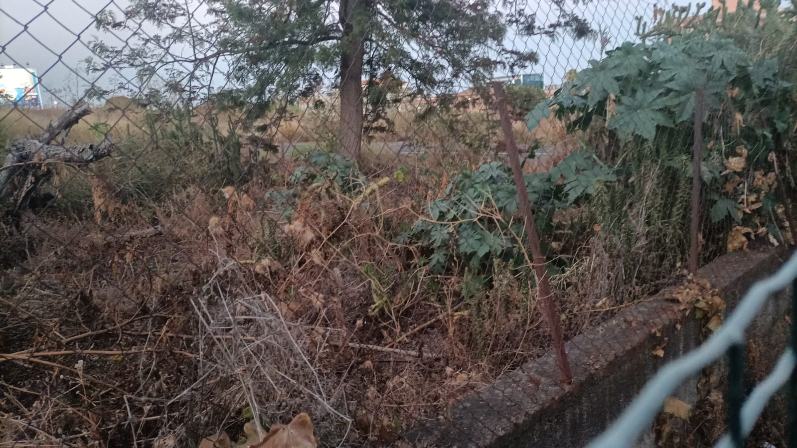 Incendi a Catania, Cardello chiede di mettere in sicurezza le zone a rischio