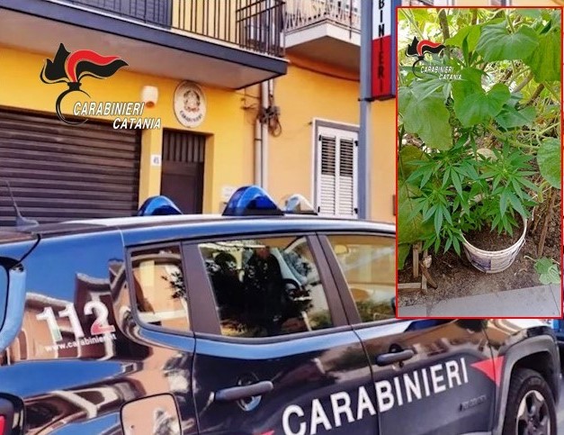 “Pollice verde da marijuana”, denunciato 37enne a Pedara