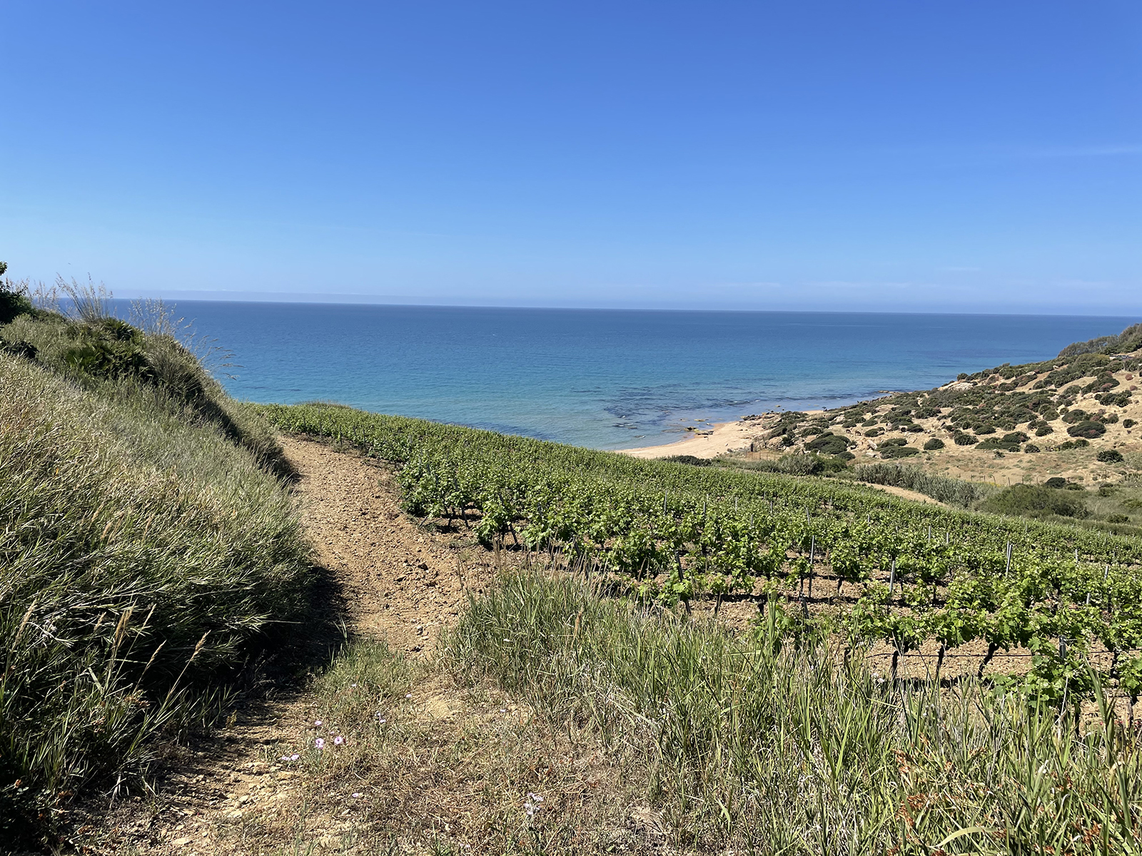 Al via progetto per la biodiversità viticola dell’Isola
