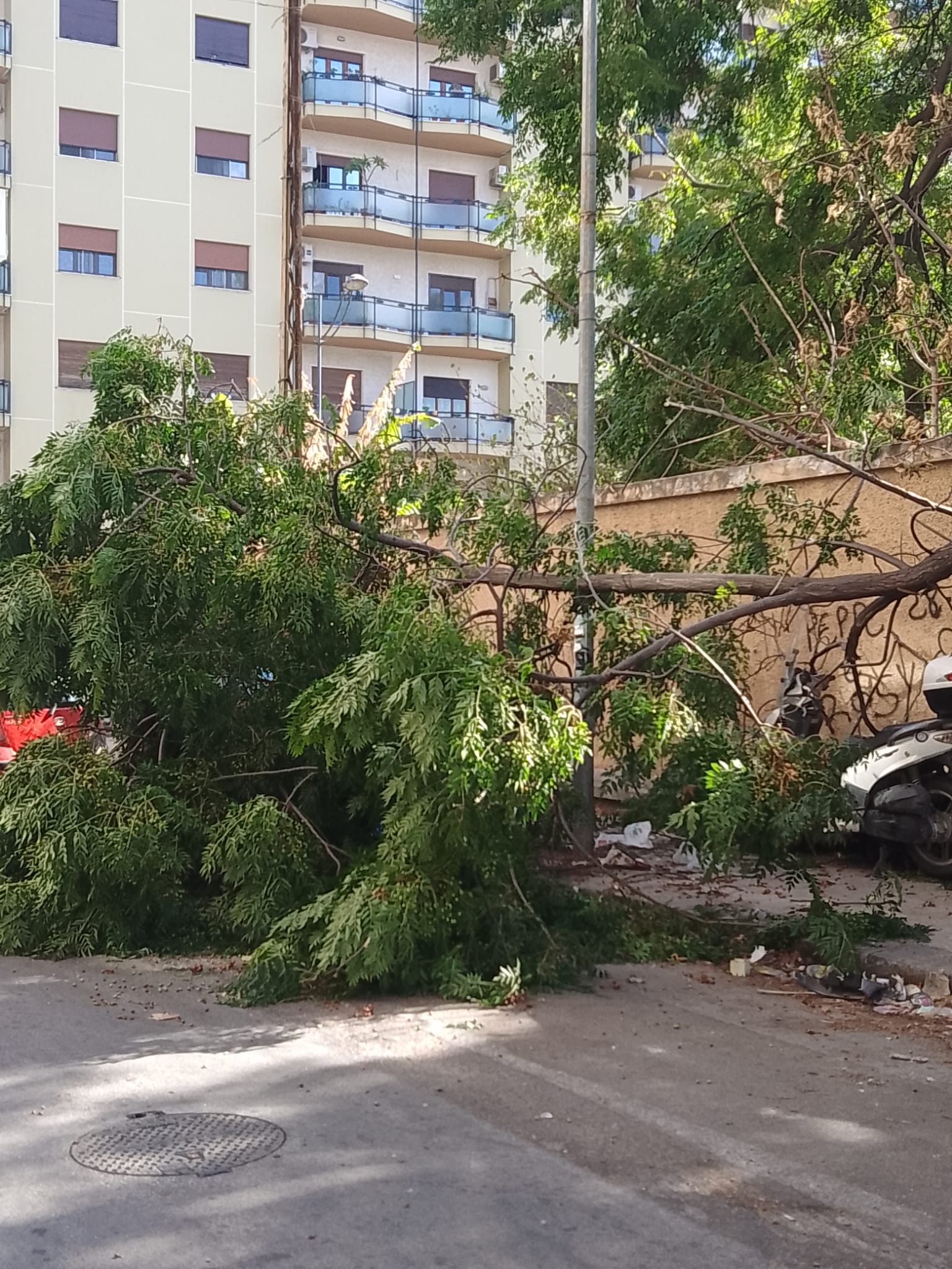 Albero caduto su auto in  via dei cantieri a Palermo - Foto di Sonia Sabatino 