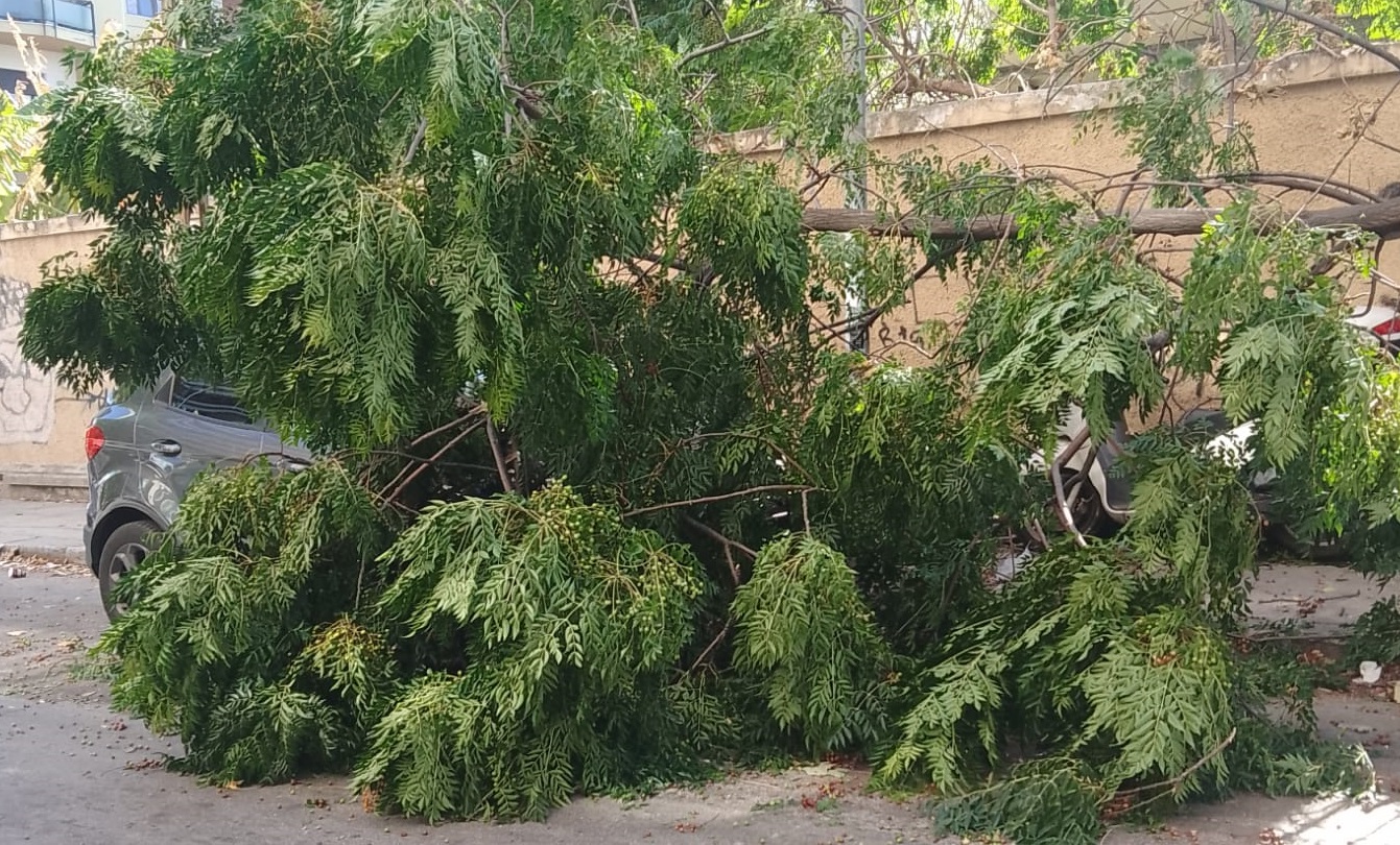 Paura in via dei Cantieri a Palermo, albero precipita sopra auto – FOTO