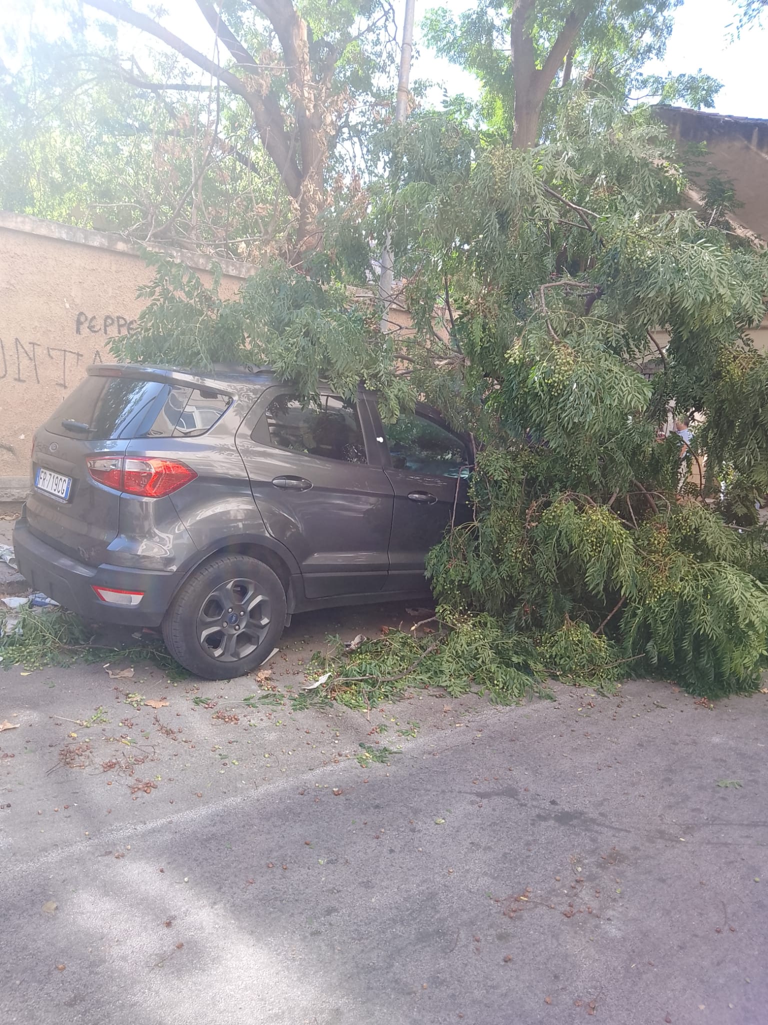 Albero caduto su auto in  via dei cantieri a Palermo - Foto di Sonia Sabatino 