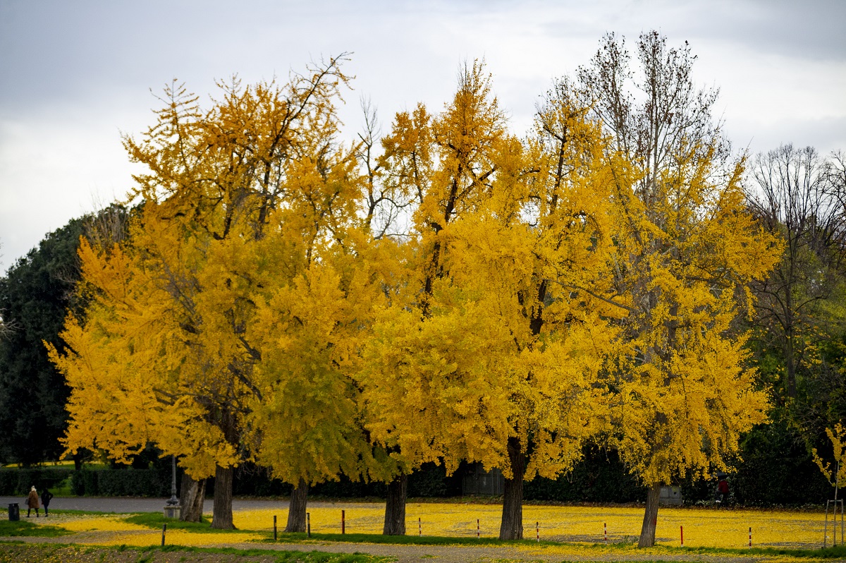 Autunno 2023, quando inizia? Ecco la data dell’equinozio e le curiosità