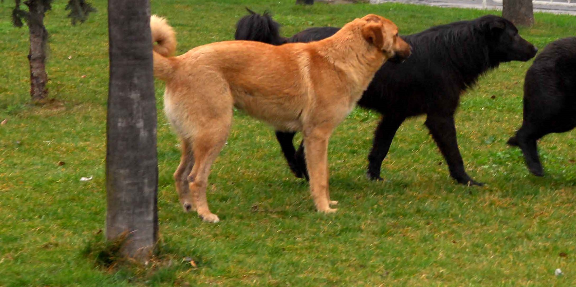 Orrore nella Valle dei Templi, avvelenato cane che viveva nell’area archeologica