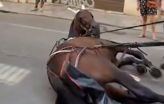Cavallo scivola in strada a Palermo, i cocchieri minacciano chi filma la scena – VIDEO
