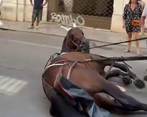 Cavallo scivola in strada a Palermo, i cocchieri minacciano chi filma la scena – VIDEO