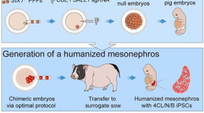 L’esperimento dalla Cina: organi umani fatti crescere all’interno di un maiale