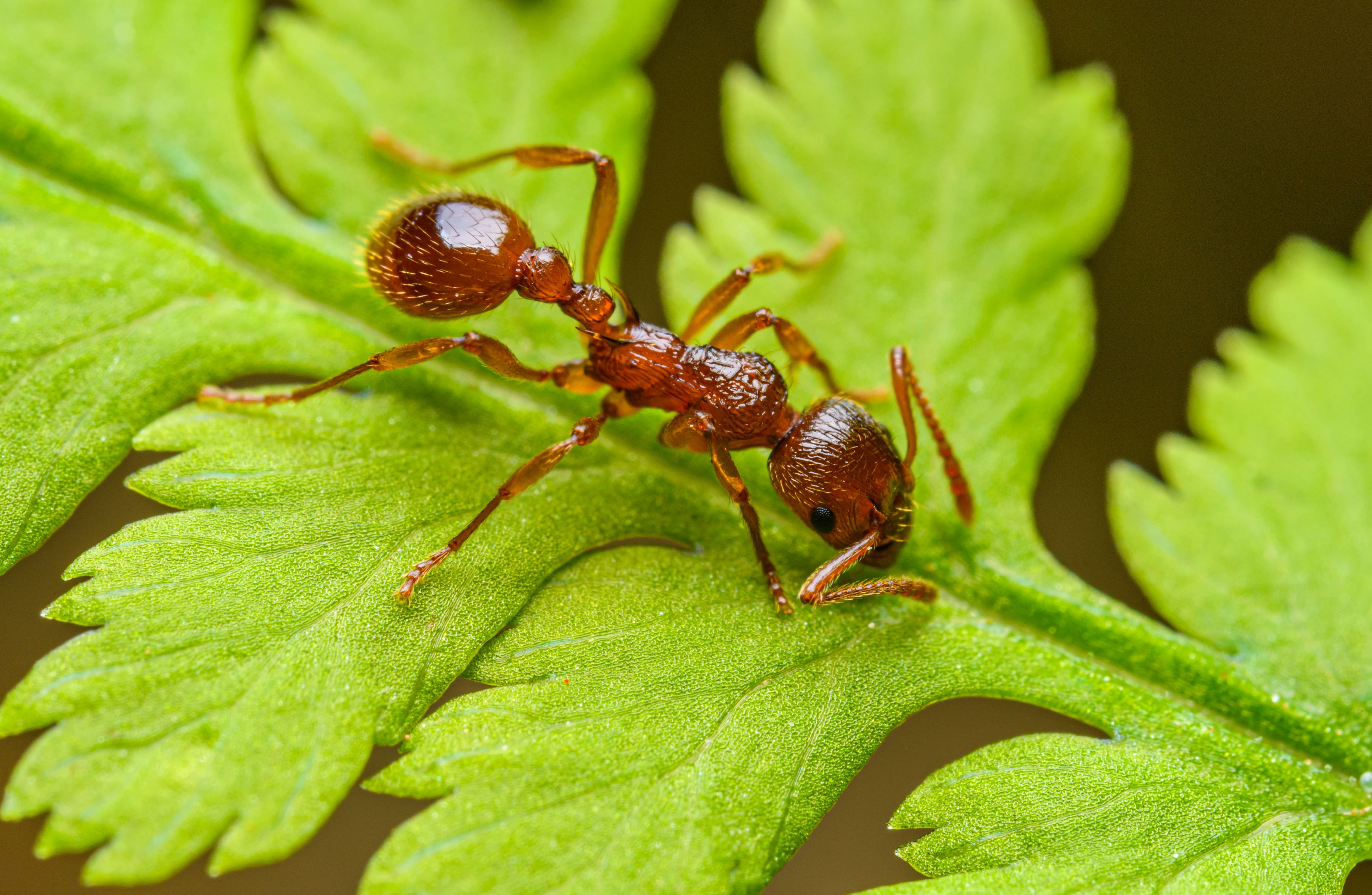 La formica rossa è arrivata in Sicilia, punture dolorose: l’allarme
