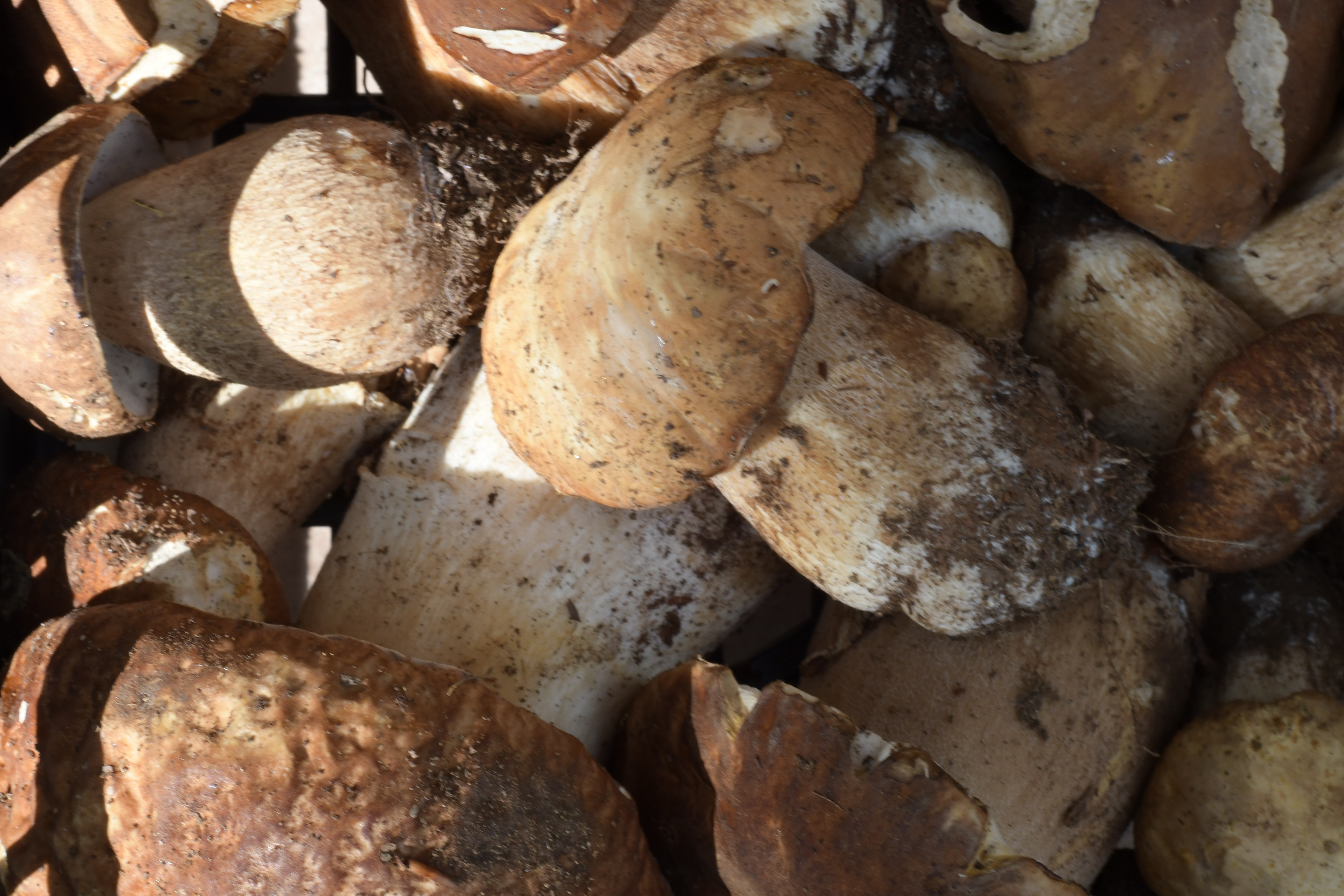 Intossicazione da funghi, in Sicilia l’allerta resta alta: i consigli dell’esperto