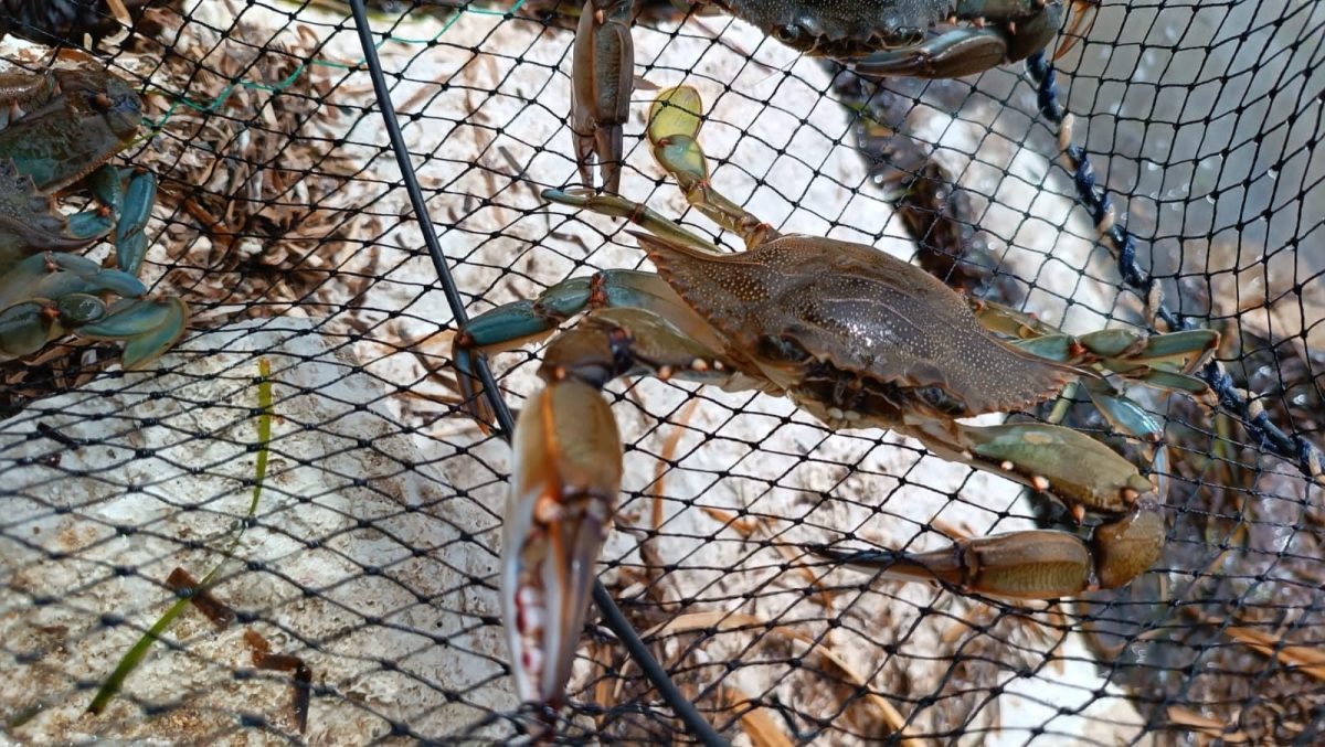 Granchio blu Sicilia