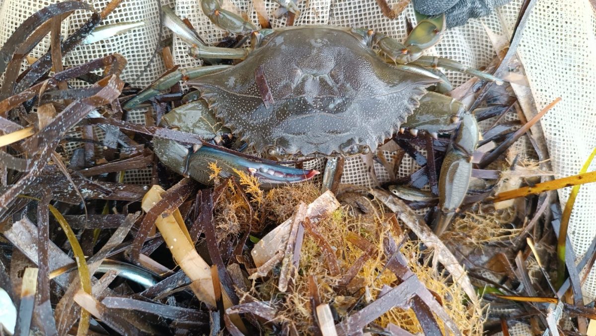 Granchio blu Sicilia