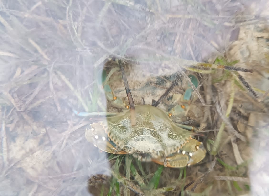 Granchio blu Sicilia