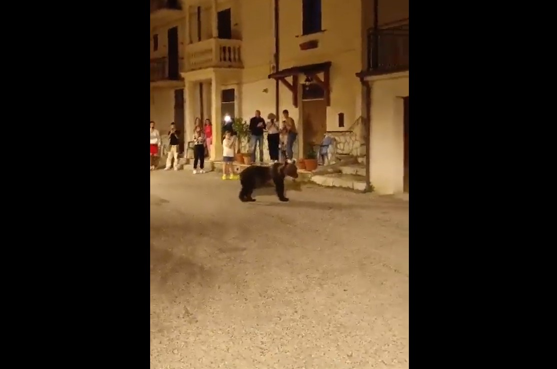 Orsa Amarena, uccisa a fucilate: il VIDEO degli ultimi giorni in giro con i cuccioli