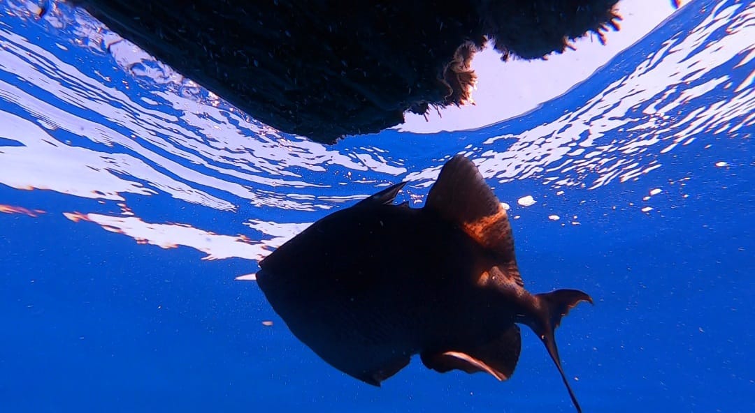 Nei mari siciliani nuotano gli “alieni”