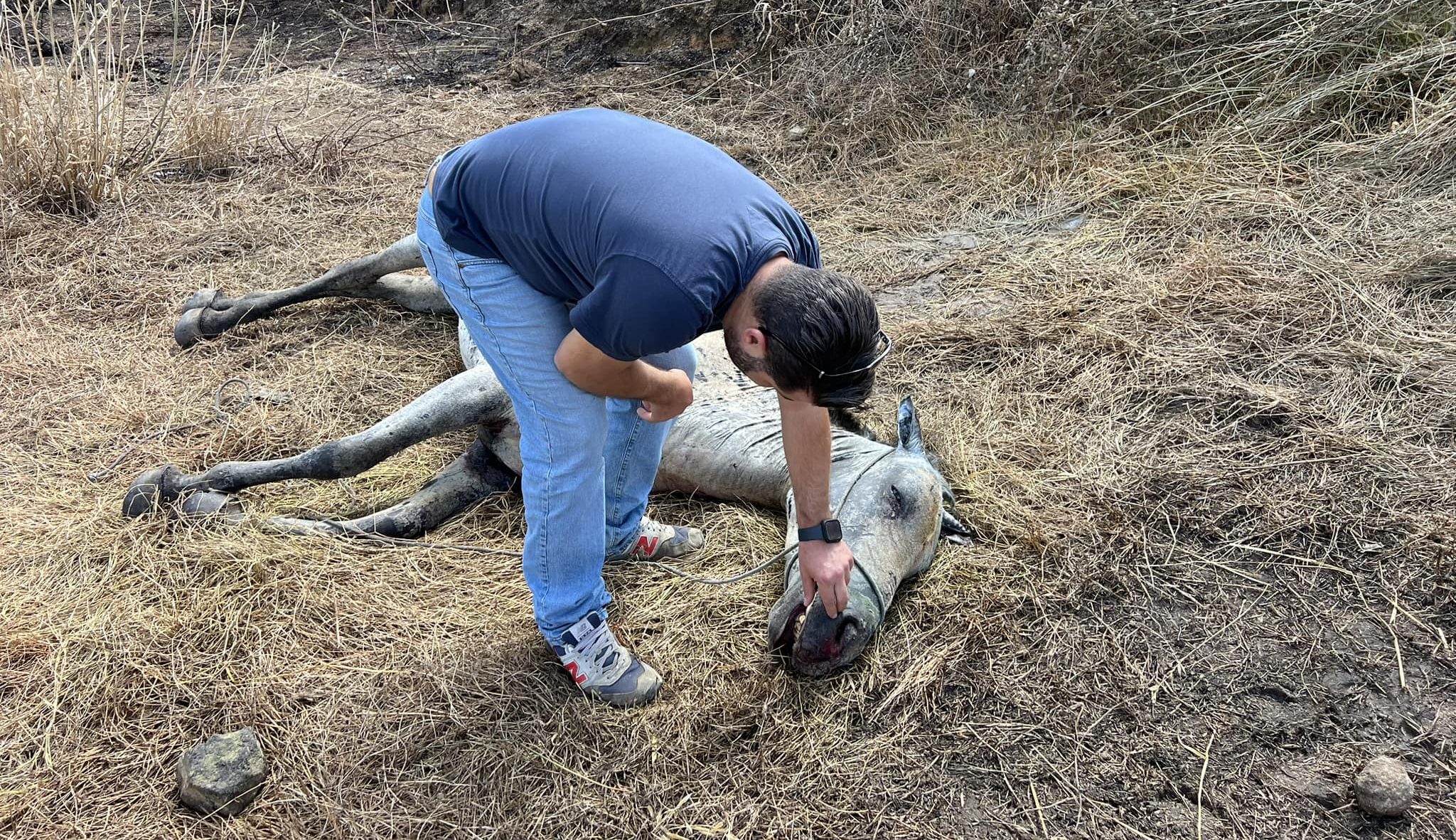 Morta Scilla la puledra salvata da Maria David, la vittima degli incendi di Cefalù