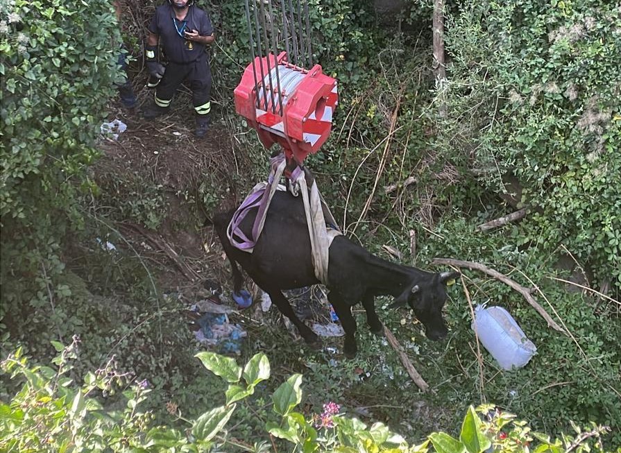 Mucca cade in un dirupo nel Messinese, salvata da autogru