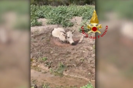 Mucca impantanata in un campo di fango, salvata da elicottero – VIDEO