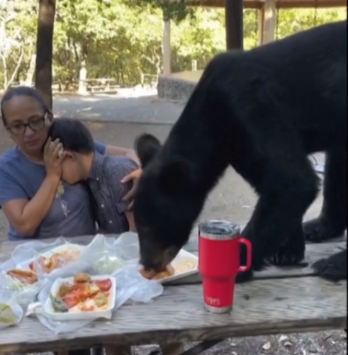 VIDEO | Terrore per madre e figlio durante picnic, orso sale sulla tavola e divora cibo
