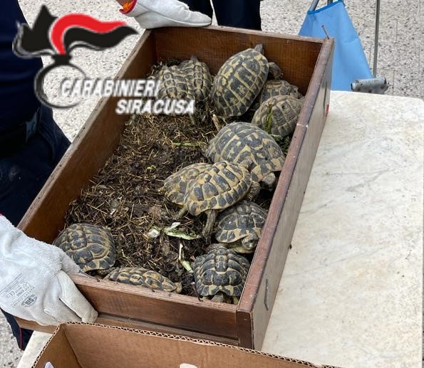 Nasconde 27 tartarughe specie protetta e droga in casa, arrestato 29enne nel Siracusano